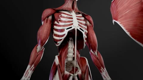 Abdominal muscles  HD Video stock 285108842