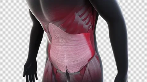 Abdominal Muscles Motion Loop Stock Footage 219420313