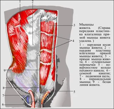 Abdominal muscles ru Stock Illustration