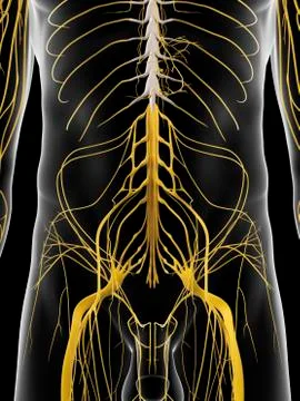 Abdominal nerves, artwork Stock Illustration