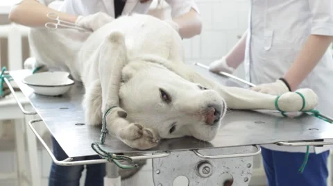 Abdominal operation Stock Footage 50107280