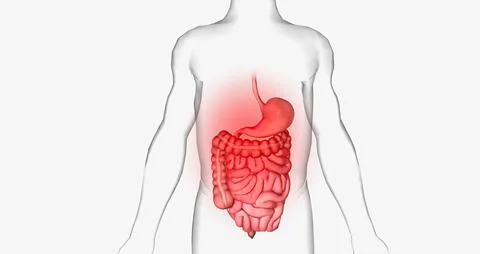 Abdominal pain is a common symptom that affects the digestive organs within.. Stock Illustration