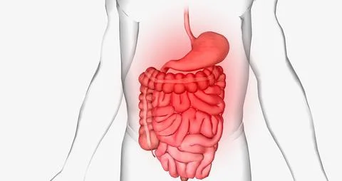 Abdominal pain is a common symptom that affects the digestive organs within.. Stock Illustration