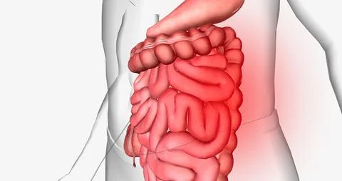 Abdominal pain is a common symptom that affects the digestive organs within.. Stock Illustration