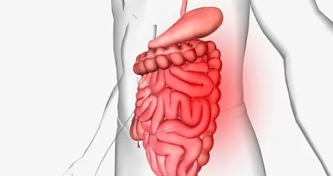 Abdominal pain is a common symptom that affects the digestive organs within.. Stock Illustration