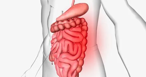 Abdominal pain is a common symptom that affects the digestive organs within.. Stock Illustration
