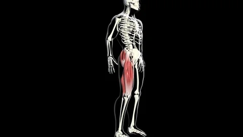 Abductor Muscles Stock-Footage 121956329