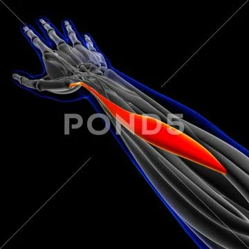 Abductor Pollicis Longus Muscle Anatomy For Medical Concept 3D ...