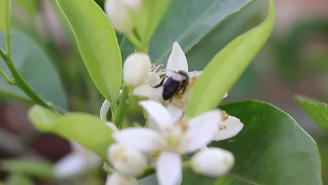 Abeille  bee Stock Footage 189457198