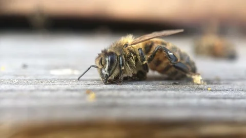Abeille mourante. Stock Footage 137803371