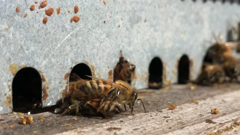 Abeille sur le parvis de la ruche au petit matin. Stock Footage 137802902