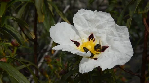 Abeja en flor de jara, España - Bee in jara flower, Spain Stock Footage 168706248
