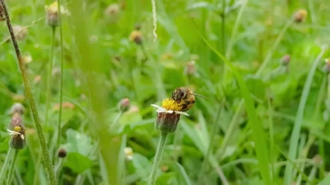Abeja en una flor Stock Footage 137834971