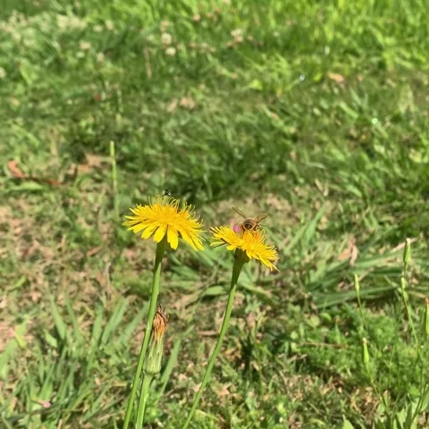 Abejas Polonizando Stock Footage 254138913