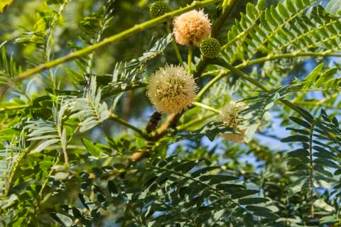 Abelha e flor Stock Photos