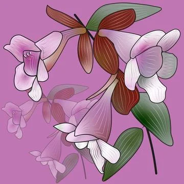 Abelia Stock Illustration