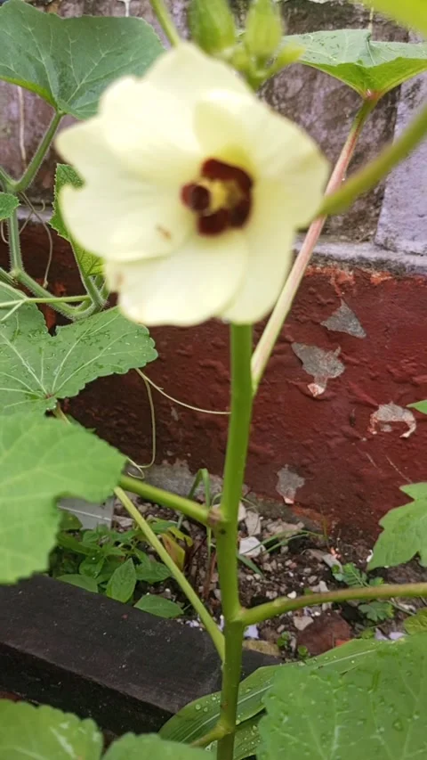 Abelmoschus esculentus  (Bendi/Okra) Stock Footage 233234629