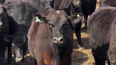 Aberdeen Angus Calf With Adults Gathered In The Field. - closeup shot Video stock 345116953
