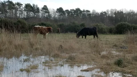 Aberdeen Angus Stock Footage 260814067