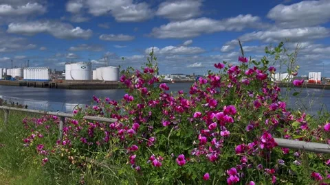 Aberdeen Docks UK. 2026 June 22: Riverside wild sweet pea. 4k video Stock Footage 337938944