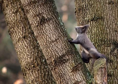 Abert's Squirrel (Sciurus aberti) outdoors Stock-Fotos