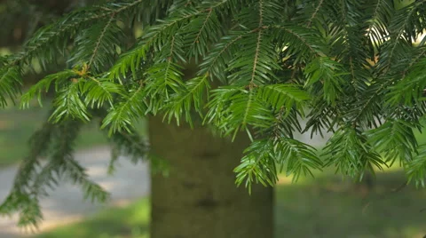 Abies alba branches Video stock 64635028