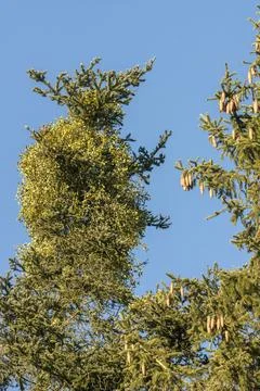 Abies Alba, Conifer mistletoe, pine, mistletoe, pinaceae, silver fir, pine Photos