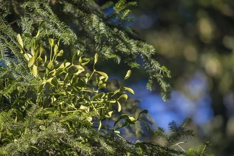 Abies Alba, Conifer mistletoe, pine, mistletoe, pinaceae, silver fir, fir Photos