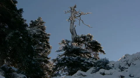 Abies pinsapo Stock Footage 46721183