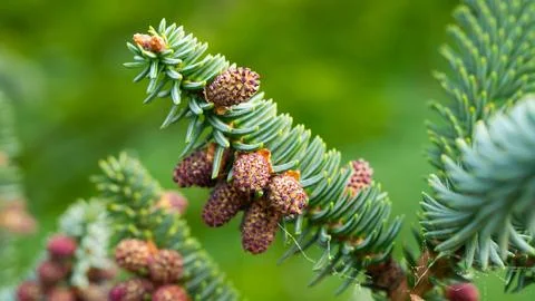 Abies tree with cones. Close up Stock Photos