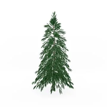 Abies tree. Isolated on white background. 3D rendering illustration. Иллюстрация