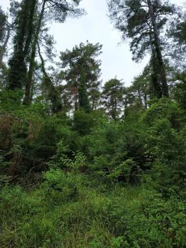 Abkhazia Stock Photos