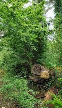 Abkhazia Stock Photos