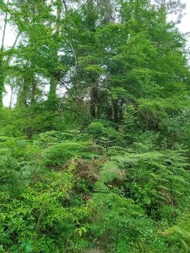 Abkhazia Stock Photos