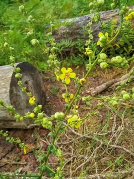 Abkhazia Stock Photos