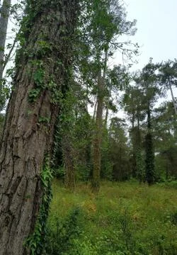Abkhazia Stock Photos