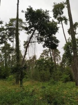 Abkhazia Stock Photos