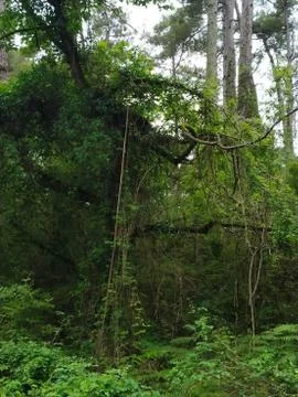 Abkhazia Stock Photos