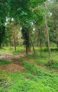 Abkhazia Stock Photos