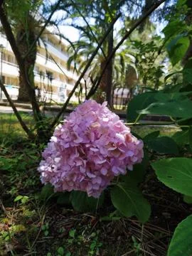 Abkhazia Stock Photos