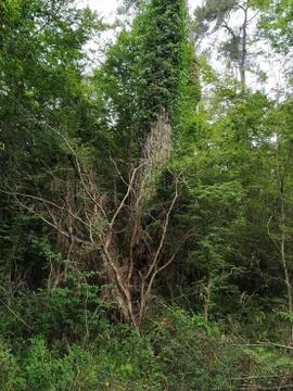 Abkhazia Stock Photos