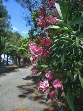 Abkhazia Stock Photos