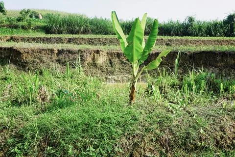 Ablation Stock Photos