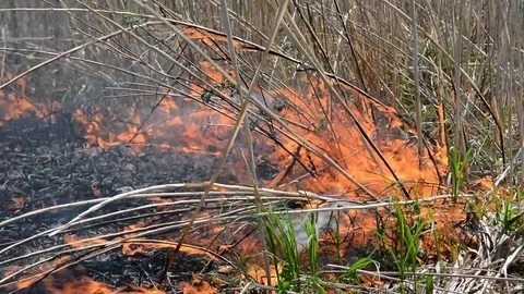 Ablaze cane Stock Footage 102148676