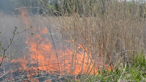 Ablaze reedy Stock Footage 104797455