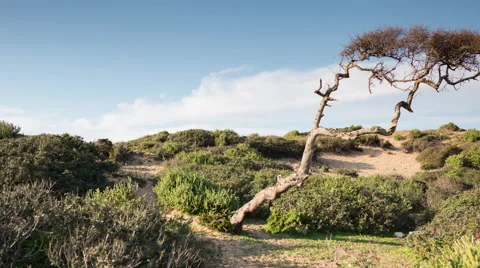 Able beach tree4k02 Stock Footage 50468220