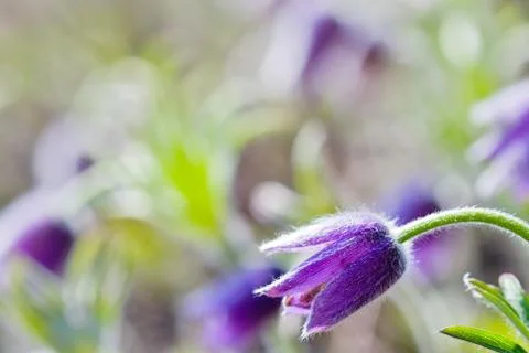 Abloom pasqueflower Stock Photos