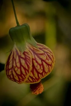 Ablution stratum Stock Photos