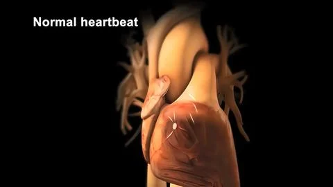 The abnormal fast human heart increased heart rhythm rate at which it was in  Stock Illustration
