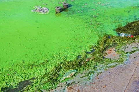 Abnormal flowering of river algae Stock Photos